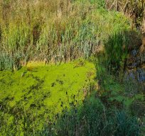 Charvil Backwater - September 2022